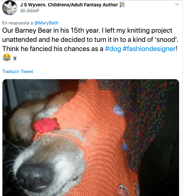 No pasaron más de 10 minutos, cuando los primeros tuiteros empezaron a publicar fotografías de sus mascotas que también ha estado en problemas por ser tan curiosas. En este caso, J S Wyvern. Childrens/Adult Fantasy Author, @LibbleF, publicó: "Nuestro Barney Bear en su 15º año. Dejé mi proyecto de tejer desatendido y decidió convertirlo en una especie de "redecilla". ¡Piensa que se imaginó sus posibilidades como #dog #fashiondesigner! 😂".