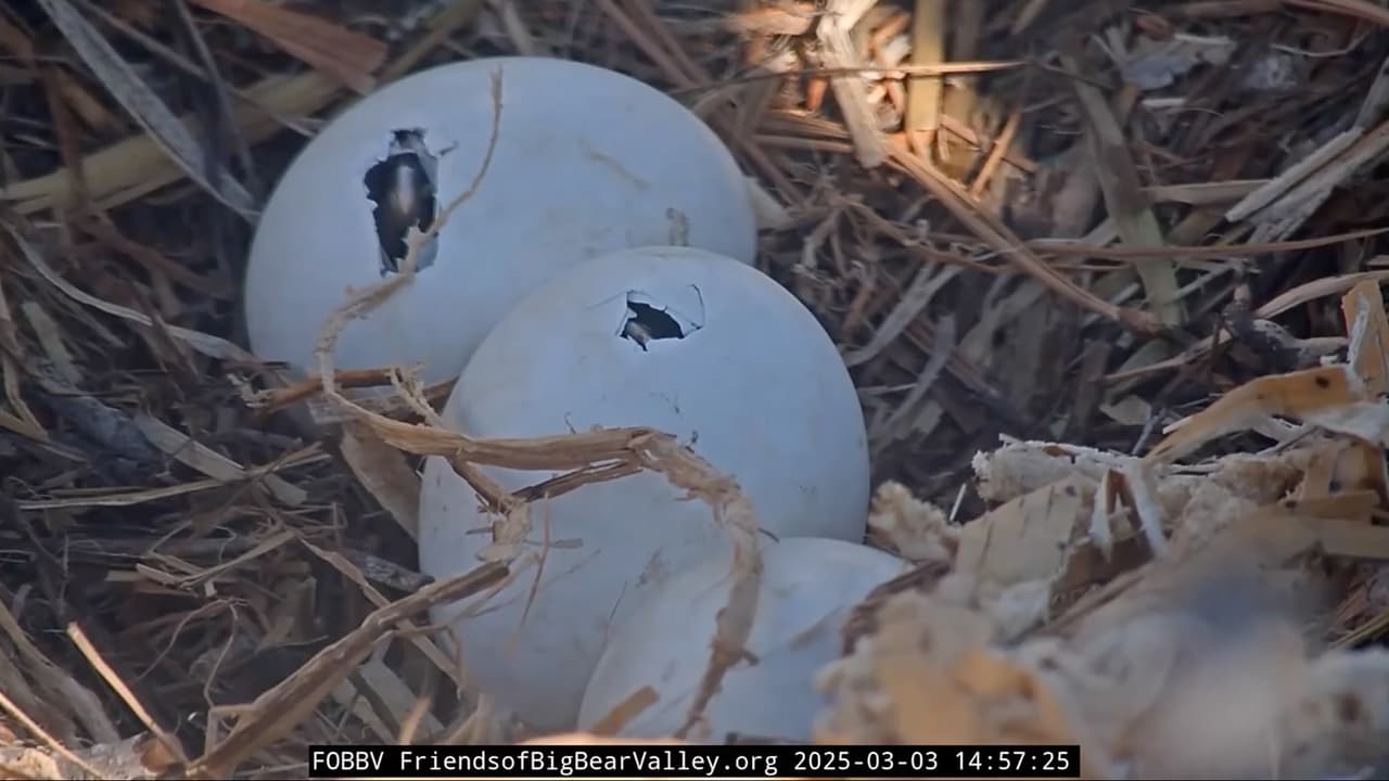 <b>Horas después, el segundo huevo continuó su proceso de eclosión</b>. La emoción creció cuando los observadores notaron los movimientos internos del polluelo, acompañado de débiles chirridos.