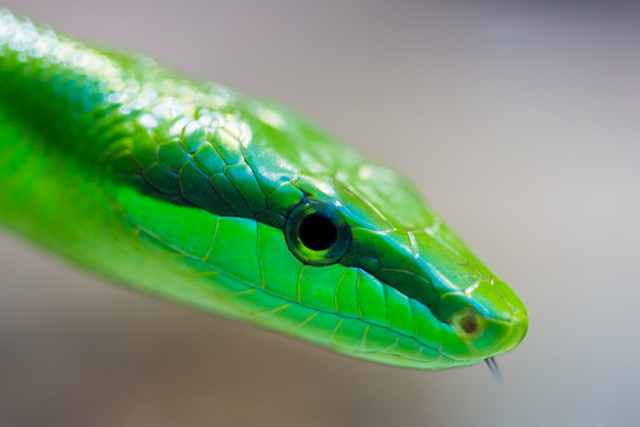 green arboreal rat snake (gonyosoma oxycephalum)
