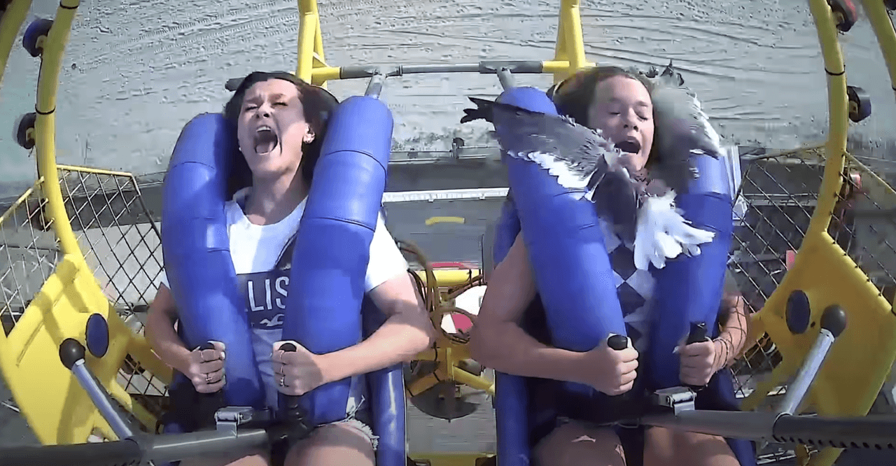 El pasado 6 de julio, Kiley Holman, de 13 años y George Reed, de 14, quien ese mismo día cumplía años, decidieron subirse a la atracción Spring Shot en Morey's Piers. Sin embargo, Kiley nunca imaginó que algo más
<a href="https://www.univision.com/noticias/gaviota-choca-contra-una-nina-en-pleno-ride-de-un-parque-de-diversiones-video">ocurriría al ser lanzada por los aires</a>.