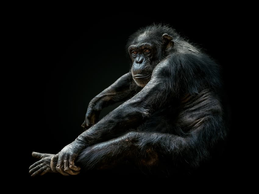 <b>El retrato de un chimpancé</b>
<br>
<br>Esta fotografía tomada en Perú obtuvo el tercer lugar en los Premios Nacionales 2022 de América Latina. La edición de América Latina se estrenó en el concurso de 2022 y allí se reconocieron un primero, segundo y tercer lugar, y una lista de seis fotógrafos seleccionados.
<br>