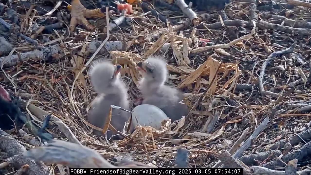La comunidad de observadores celebró con emoción el éxito de Jackie y Shadow, pues estos tres aguiluchos representan un renacer para la pareja tras temporadas de intentos frustrados.