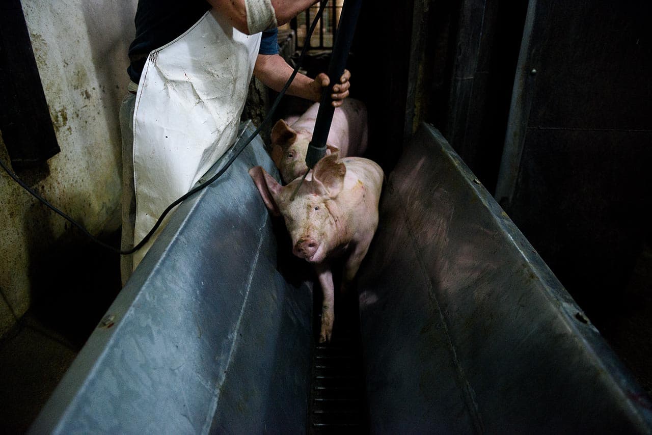 El aturdimiento eléctrico es reversible y muchos cerdos recuperan la consciencia segundos después.
<i>Oaxaca, 2017.</i>