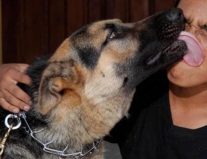 Un hombre murió después de ser lamido por su perro y contraer una infección poco común