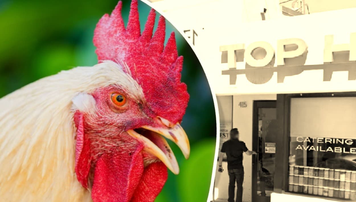 ¿Has visto a Mabel? Robo de la popular "gallina" mantiene viva su búsqueda en Fort Lauderdale