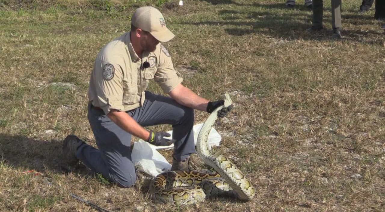 También quien capture la serpiente más larga recibirá un premio de $2,000.