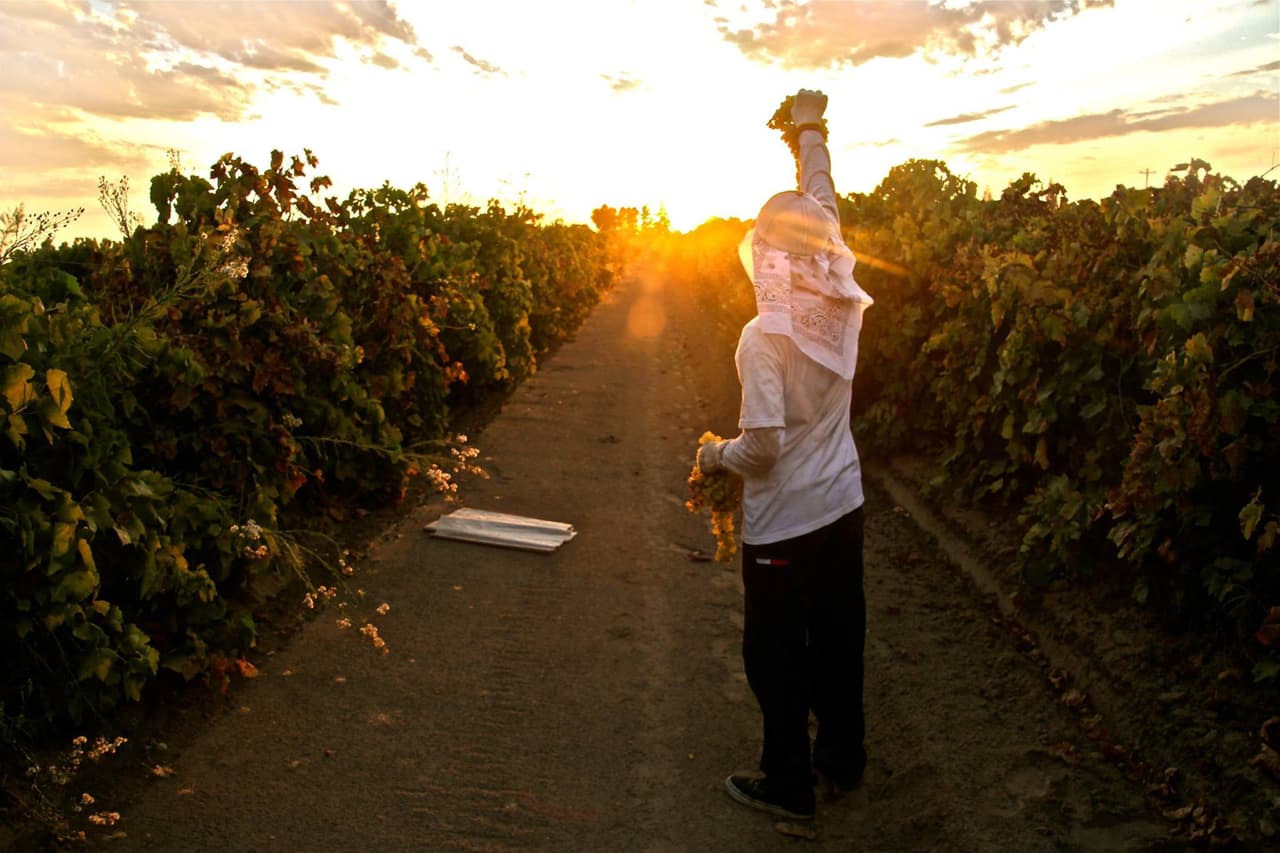 Avanza la ley que pondría límite a la explotación laboral de los campesinos en California