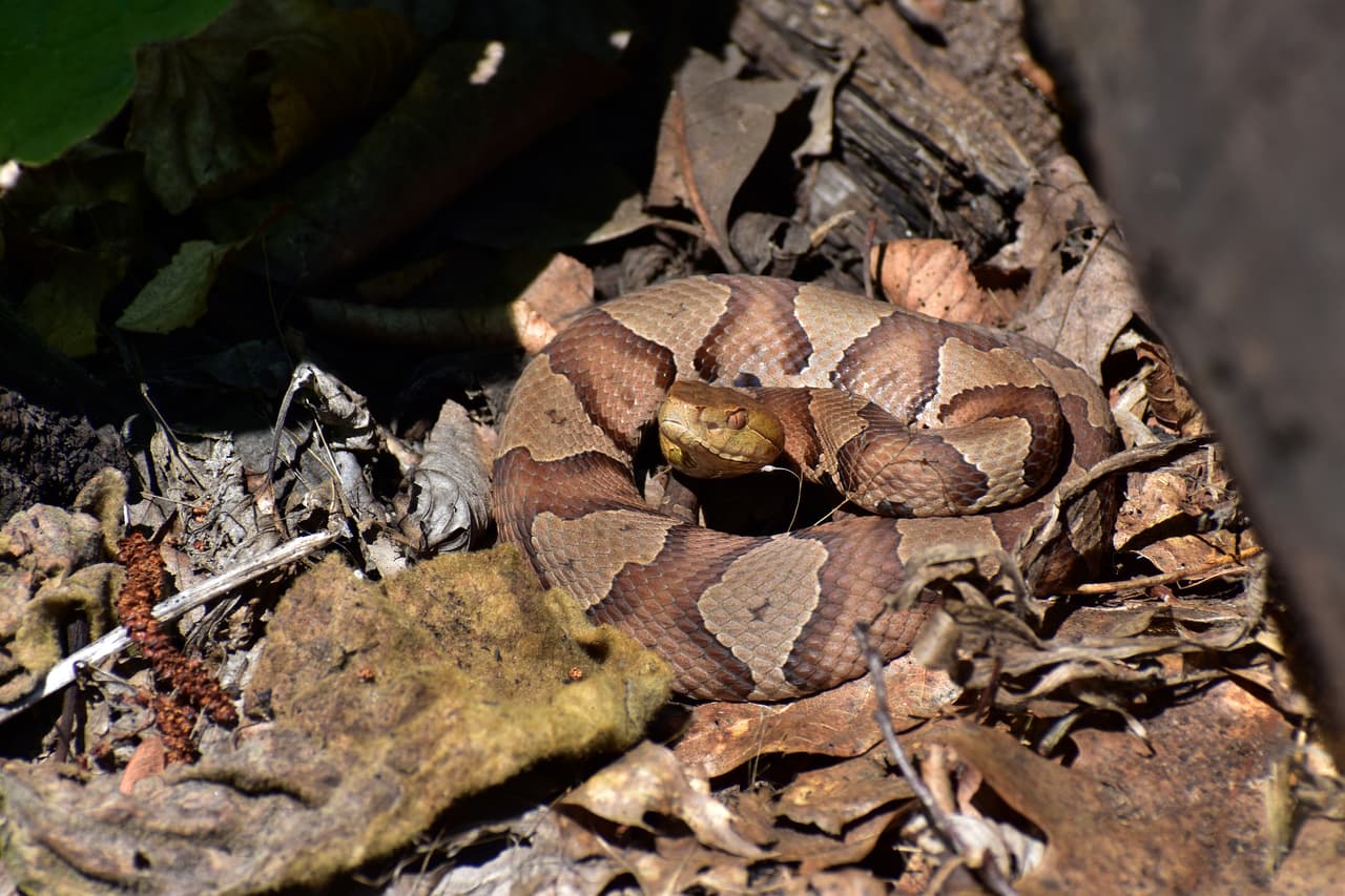 Las personas que trabajan al aire libre pueden afrontar varios peligros. Uno de estos peligros, frecuentemente inesperados, son las mordeduras de serpiente como la Víbora cobriza o cabeza de cobre (
<i><b>Agkistrodon contortrix mokasen</b>). </i>Especie de tamaño mediano y cuerpo pesado.
