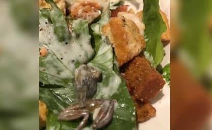 “Mesero, hay una rana muerta en mi ensalada”: el desagradable hallazgo en un restaurante de California
