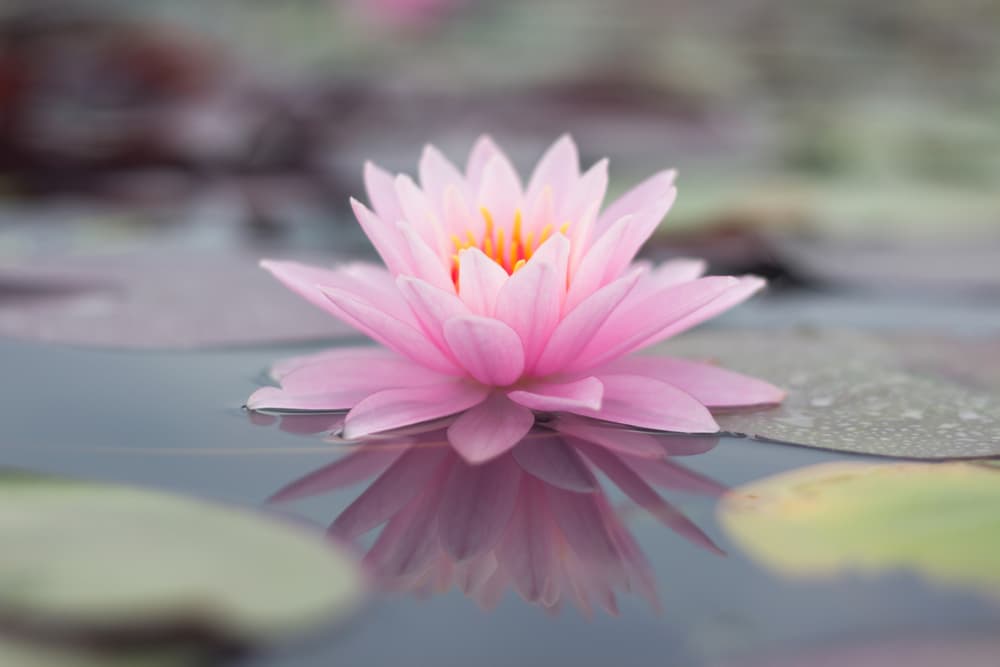 Así como los pétalos se van abriendo para tomar los rayos del Sol, la flor de loto va revelando su pureza y belleza. Por eso, para las culturas orientales es como una metáfora del viaje que hace nuestra alma, buscando pureza espiritual y guía celestial.