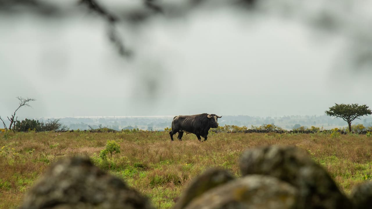 ¡El toro se escapa y anda bravo!