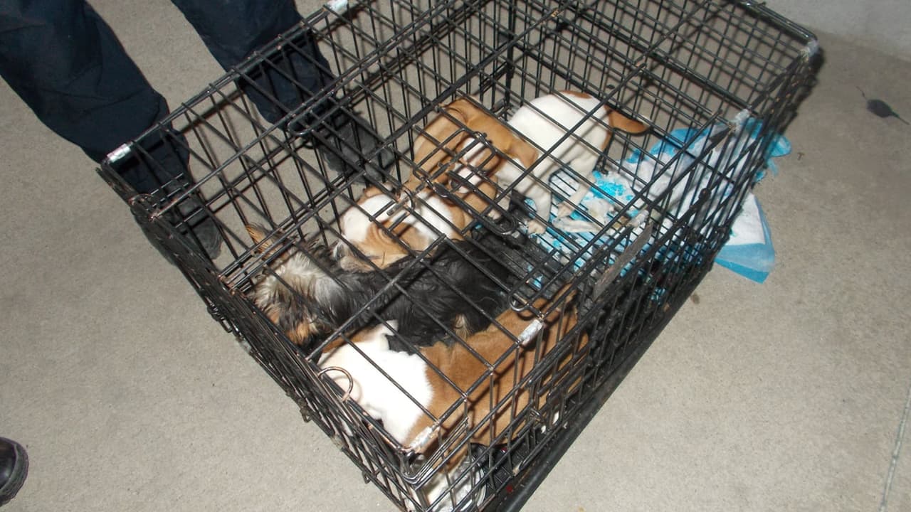 El conductor del vehículo enfrenta cargos por crueldad animal y uno adicional por robo ya que se determinó que el vehículo había sido hurtado.