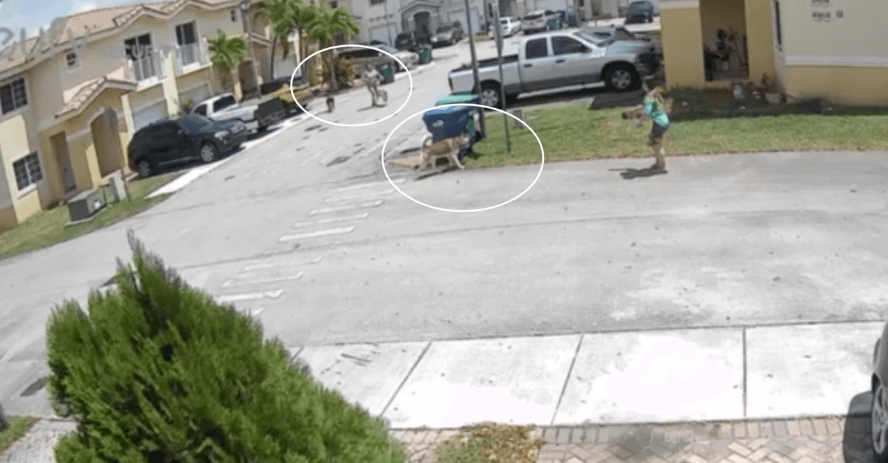 Ileana Valdés, cuenta que salió a pasear después del mediodía con su Husky, cuando los dos perros sueltos y sin su dueño la atacaron.