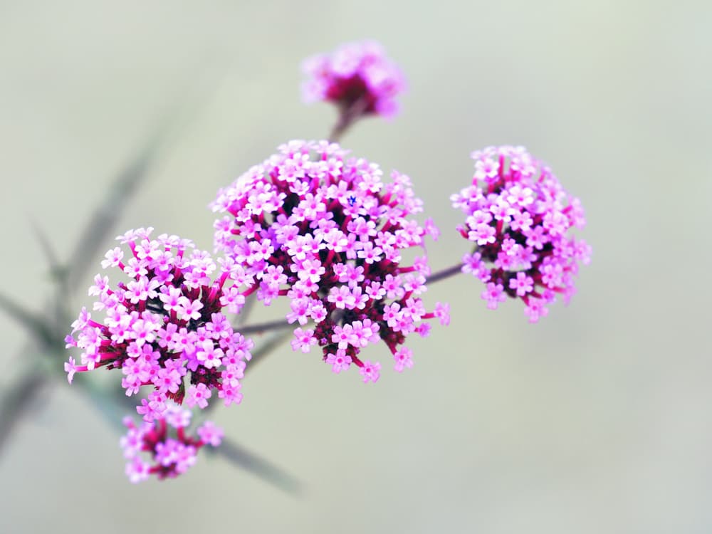 <b>Tauro</b>
<br>Eres una persona tolerante, calmada y amante de la belleza, como fragancia te sugiero el perfume de verbena porque favorece tu seguridad en los negocios y acentúa tu creatividad.
<br>