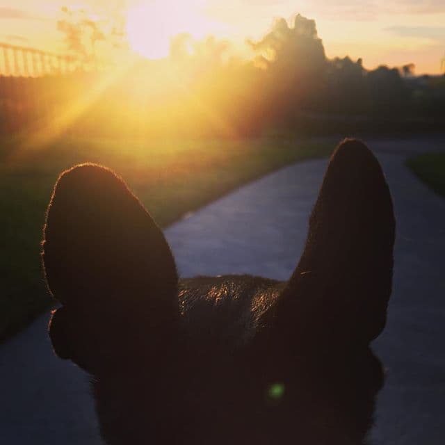 La actriz compartió esta foto de su perrita Lola y escribió: "El sol siempre sale. Buenos días".