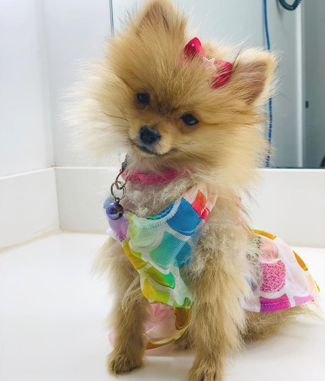Esta perrita de raza pomerania también tuvo un momento de oro en el mes, ya que el martes 17 de septiembre fue presentada como la nueva mascota de Despierta América.