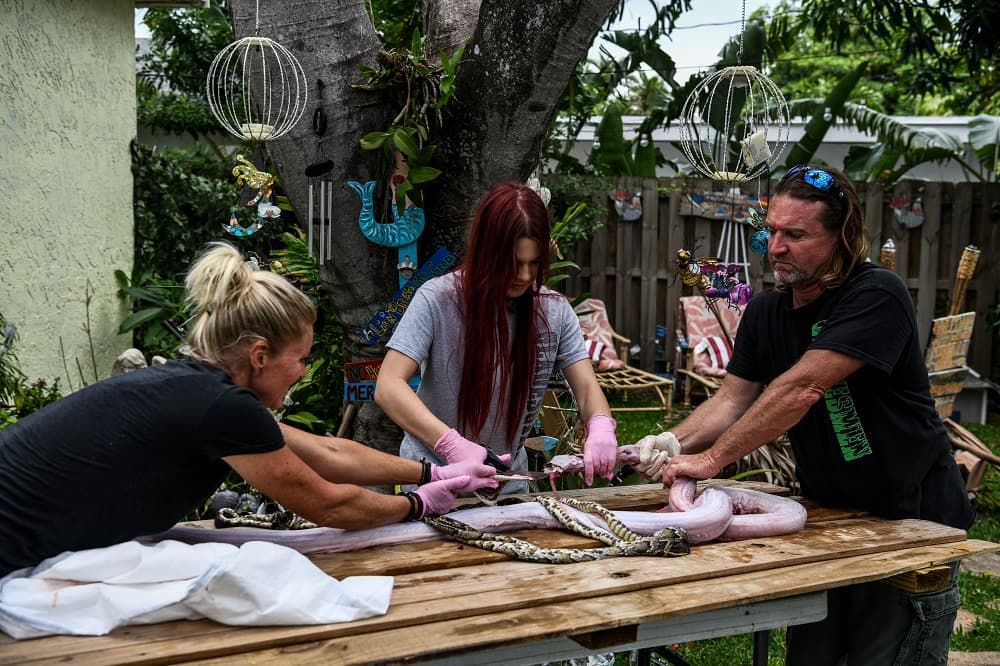 En la imagen, proceso con el que retiran la piel a una pitón para luego ser utilizada en los tapabocas.