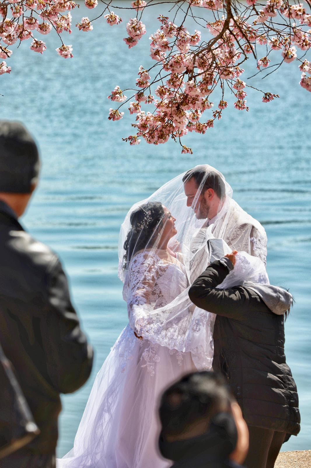 Residentes aprovechan de muchas maneras el escenario natural que ya es una tradición en estas fechas cada año en la capital de Estados Unidos, como esta pareja que decidió casarse entre los
<i>cherry blossom </i>del Tidal Basin.