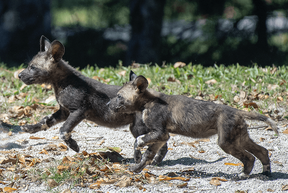 Después de su inquietud inicial, los cachorros siguieron a su madre y se divirtieron.