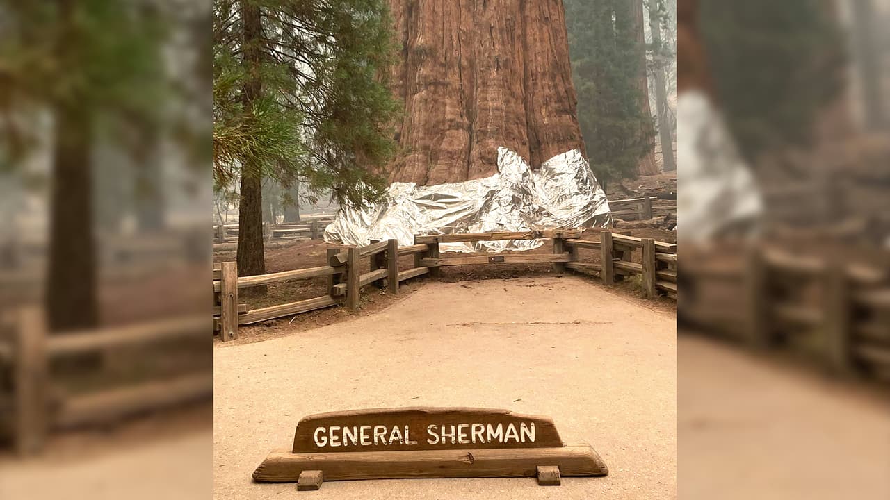 El Windy Fire se propagó rápidamente durante el sábado, y una parte de Long Meadow Grove a lo largo de una arboleda de secoyas gigantes estuvo amenazada.
<br>
<br>El conocido
<b><a href="https://www.univision.com/local/fresno-kftv/luchan-por-salvar-del-fuego-a-general-sherman-el-arbol-mas-grande-del-mundo-video">General Sherman,</a> el árbol más gande del mundo</b> con una
<b>altura de 275 pies de altura, </b>fue cubierto con capas especiales de aluminio para aislarlo del fuego.