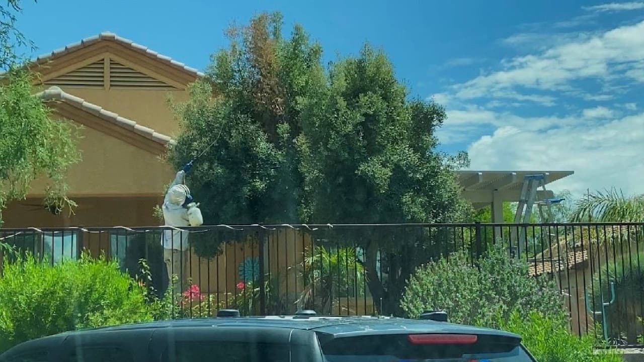 Un muerto y varios heridos tras el ataque de un enjambre de abejas al sur de Arizona