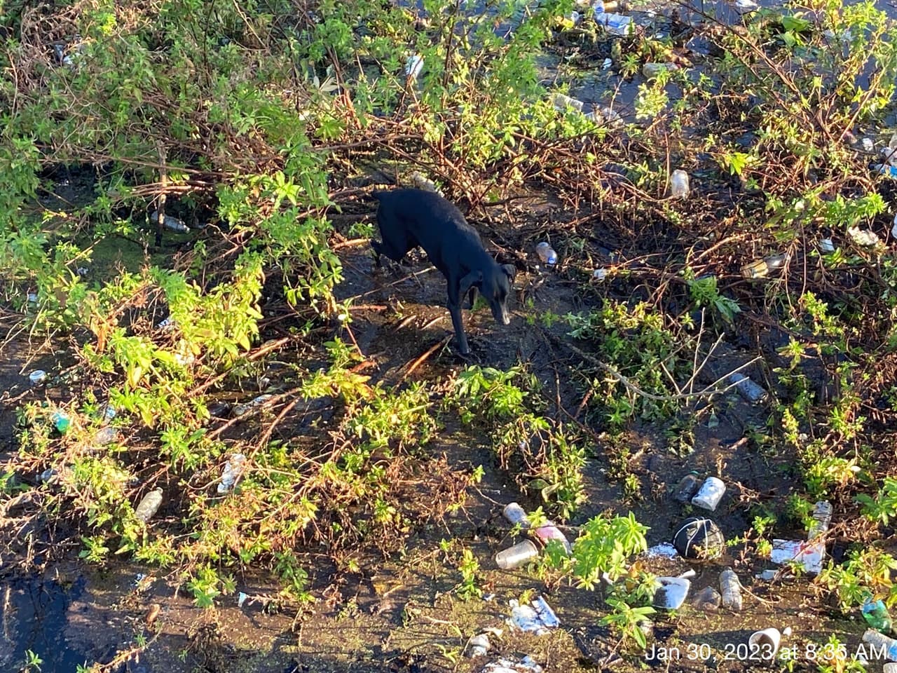 Control Animal llegó cerca de las 8:00 a.m. a Lucy Dell Park, ubicado en la 6407 North 45th Street en Tampa, donde estaba el animal.