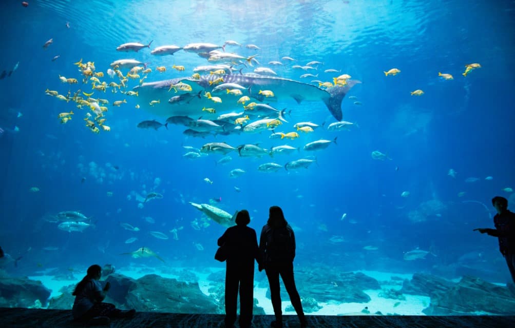 <b>Visita las atracciones turísticas de Atlanta. </b>Ahora que hay menos restricciones debido al covid-19, vete al centro de Atlanta y disfruta del Acuario, del Mundo de Coca Cola, del Zoológicos y todas las atracciones que están listas para recibir a visitantes.