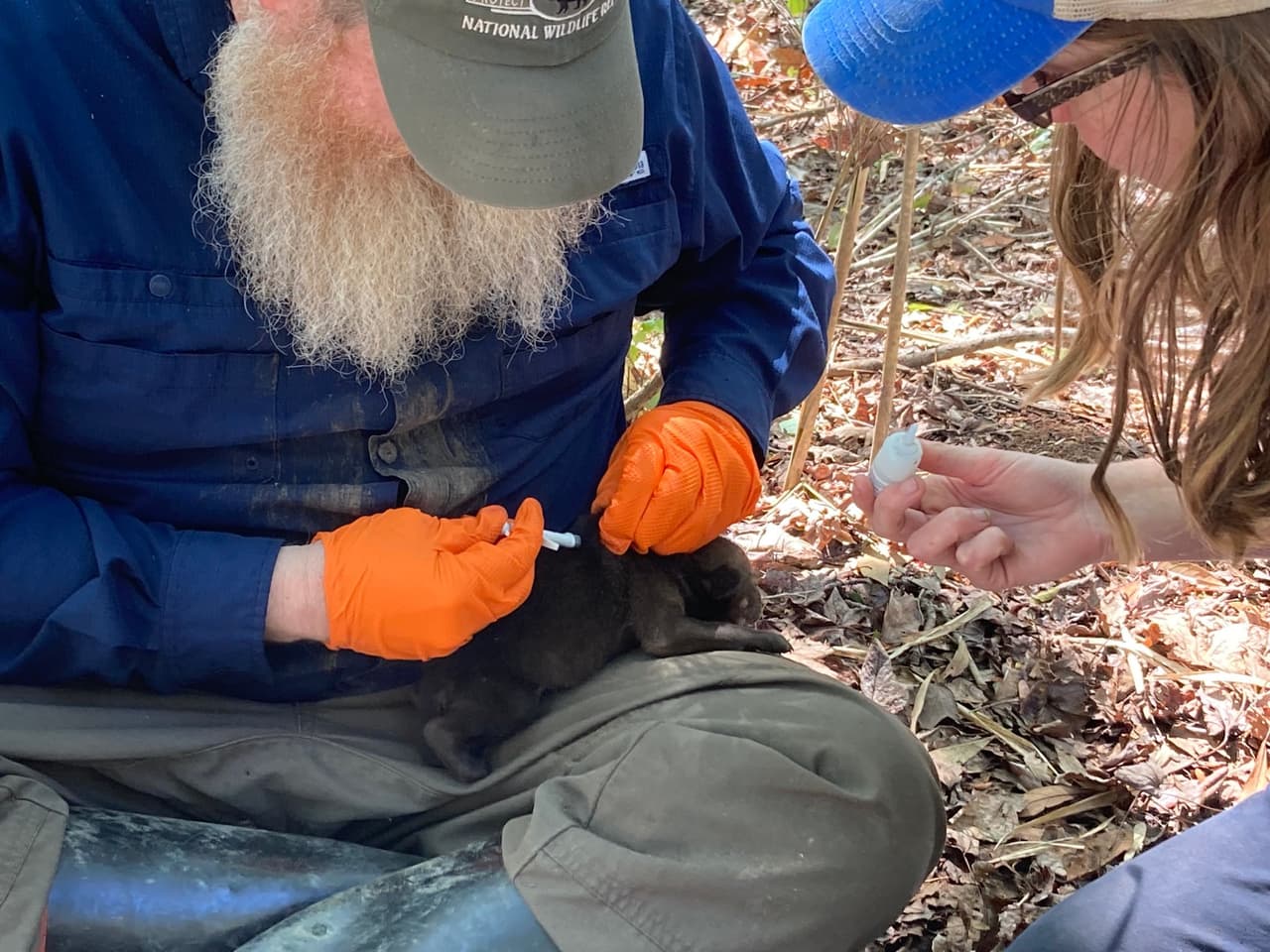 Esta es la primera camada de lobos rojos nacida en la naturaleza desde 2018.