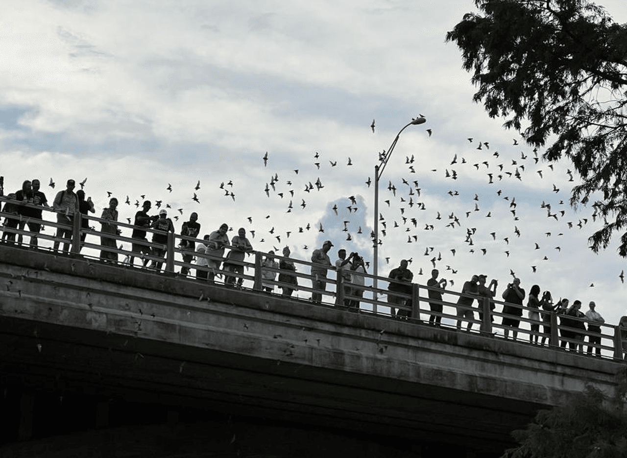 Regresa el popular festival de murciélagos en Austin después de una pausa de 2 años