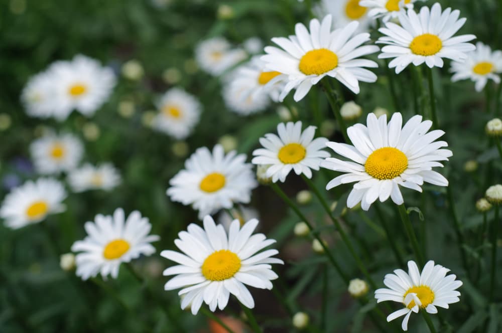 Las margaritas son flores cargadas de energías positivas y buenas vibras. Además por su relación con la energía y pureza, son ideales para quienes quieren tener paz interior, calma, estar 'relax', bien con uno mismo y con el entorno.