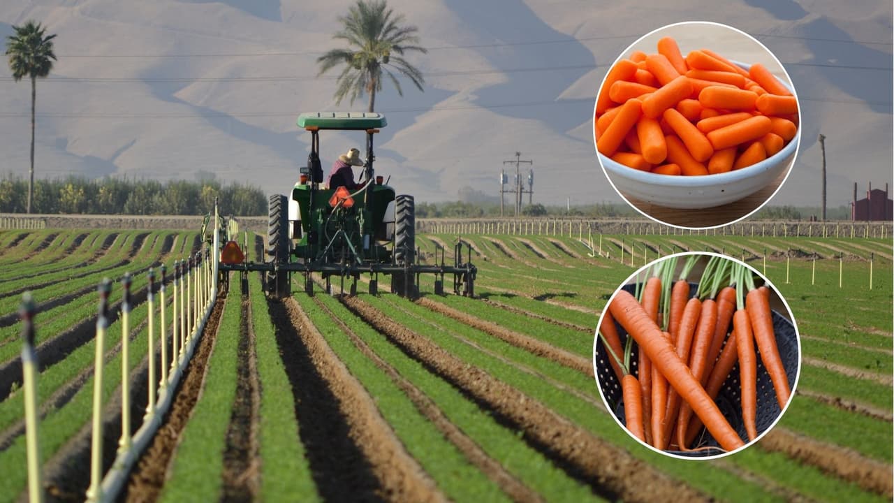 Zanahorias contaminadas con E. coli son de una granja del Valle Central de California: ¿cómo se originó el brote?