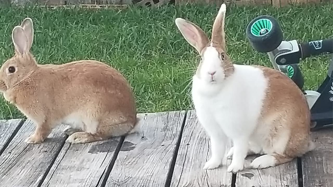 No solo se pueden cuidar perros o gatos, sino también conejos como este par.