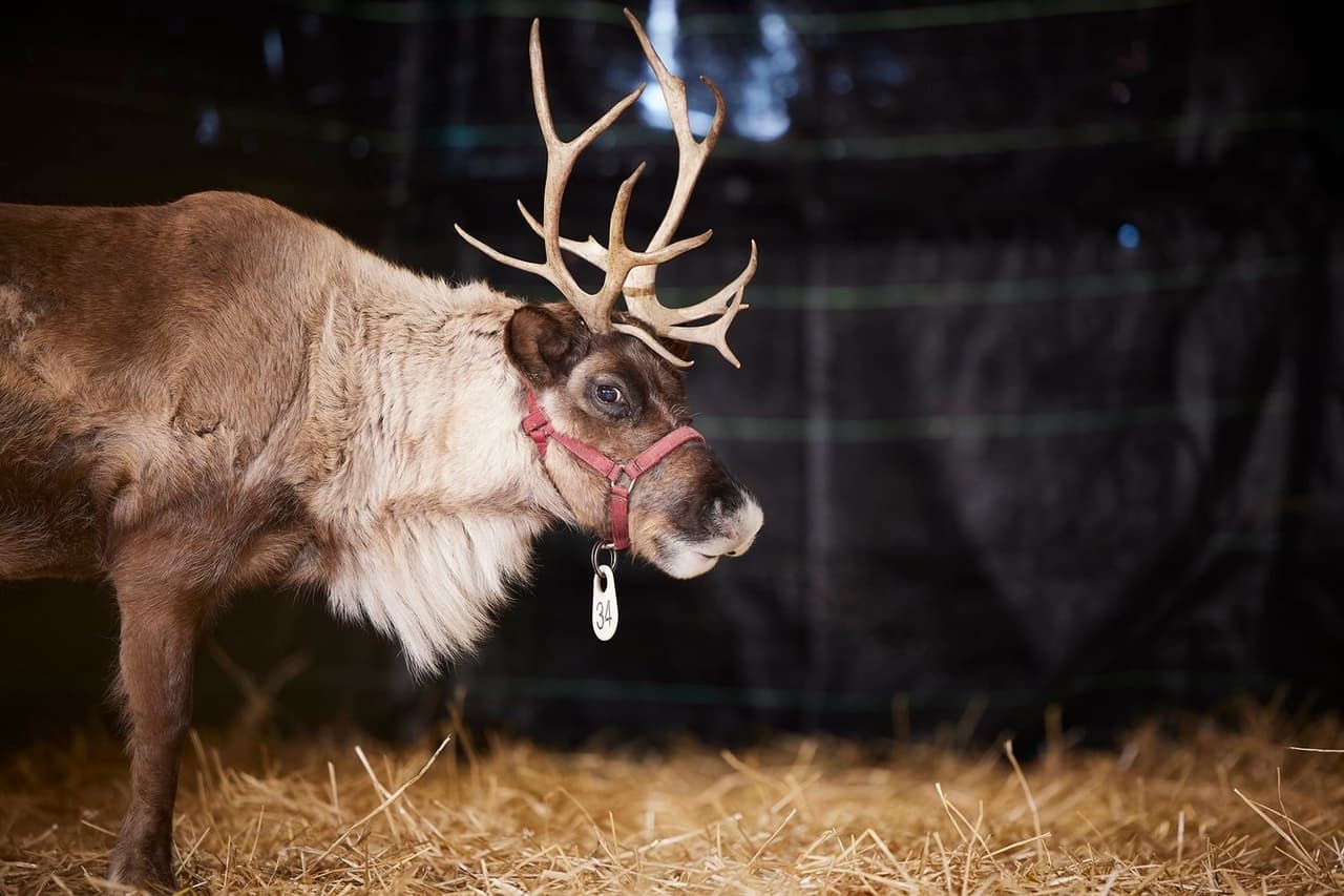 Wolf dijo que los nueve renos están "en buena forma física y de buen humor".