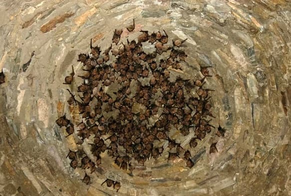 Colonia de murciélagos durmiendo.