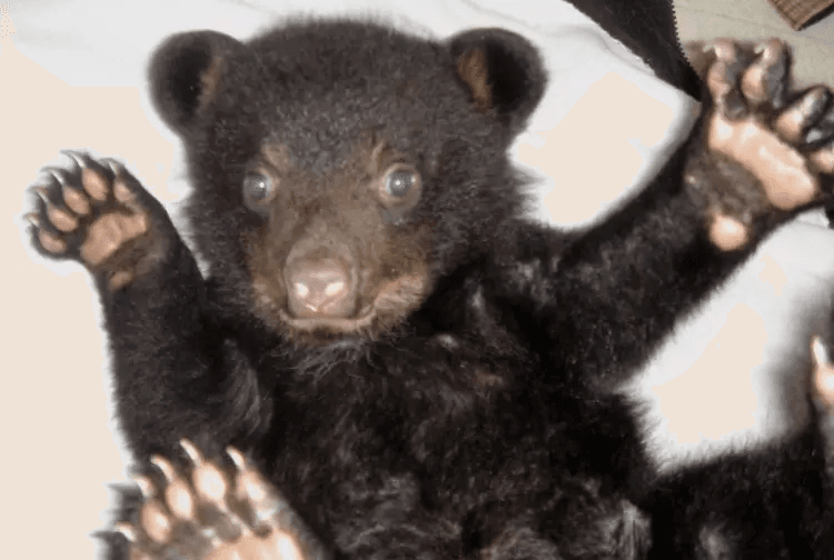 Yona nació en febrero de 2009, y en el 2010 llegó al museo procedente de Appalachian Bear Rescue (ABR), una organización dedicada a la rehabilitación y liberación de oseznos negros heridos.
