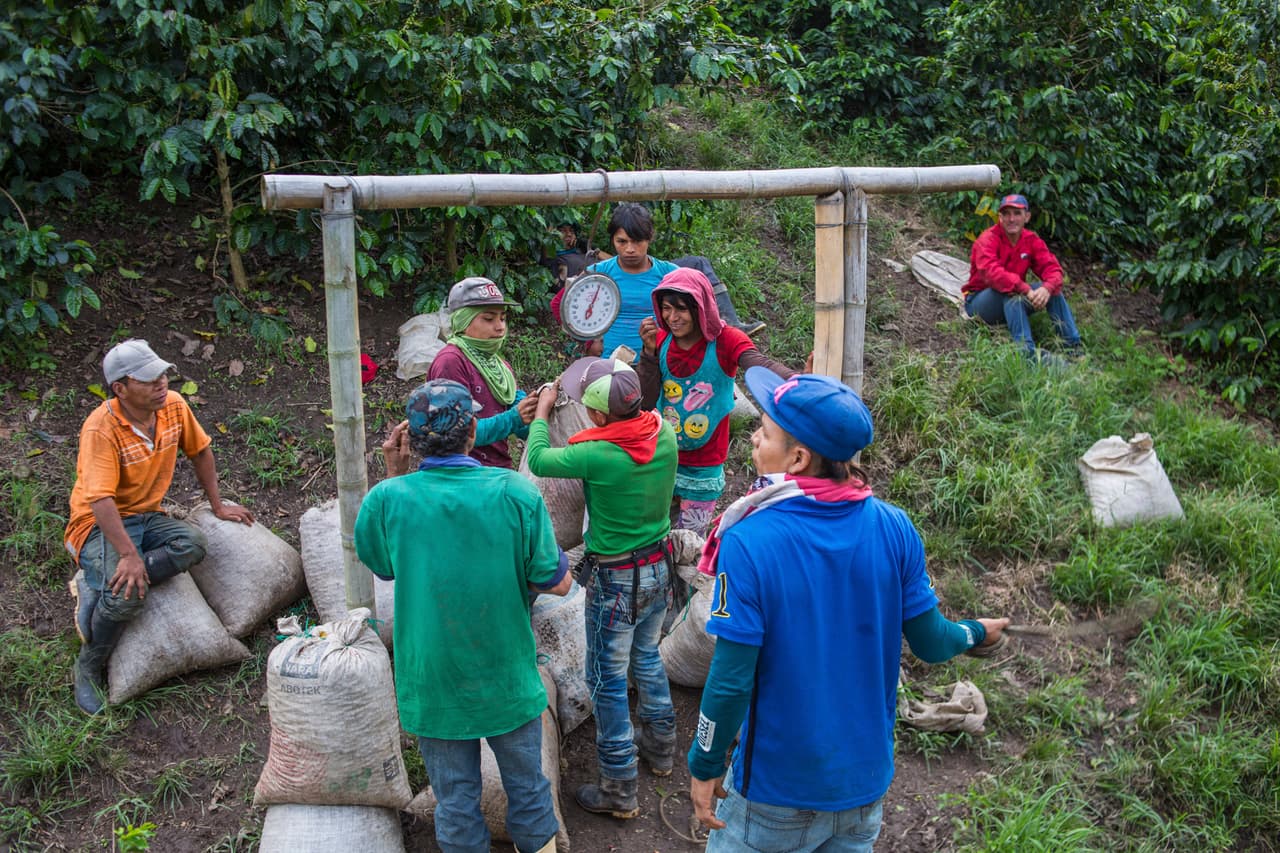 Las Embera y otros recolectores pesan la cosecha de granos al finalizar cada jornada, la rutina en las haciendas cafetaleras para saber la paga que corresponde a cada uno. En otras épocas del año, ese trabajo es pagado por la cantidad de horas.