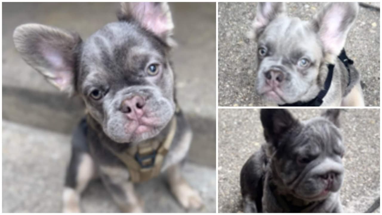 Roban 3 cachorros de bulldog francés a punta de pistola en DC