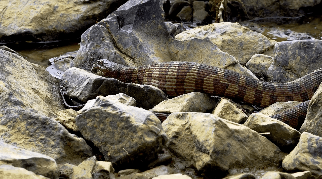 "Pueden ir adentro raramente, mucho menos del 1% de nuestras llamadas involucran eso. Una serpiente en el garaje puede ser que el clima está cambiando y están buscando un lugar. Cuando te encuentras con ellas afuera, es un poco más fácil tratarlas si dejas suficiente espacio", explicó el doctor Michael Beuhler, director médico de North Carolina Poison Control.