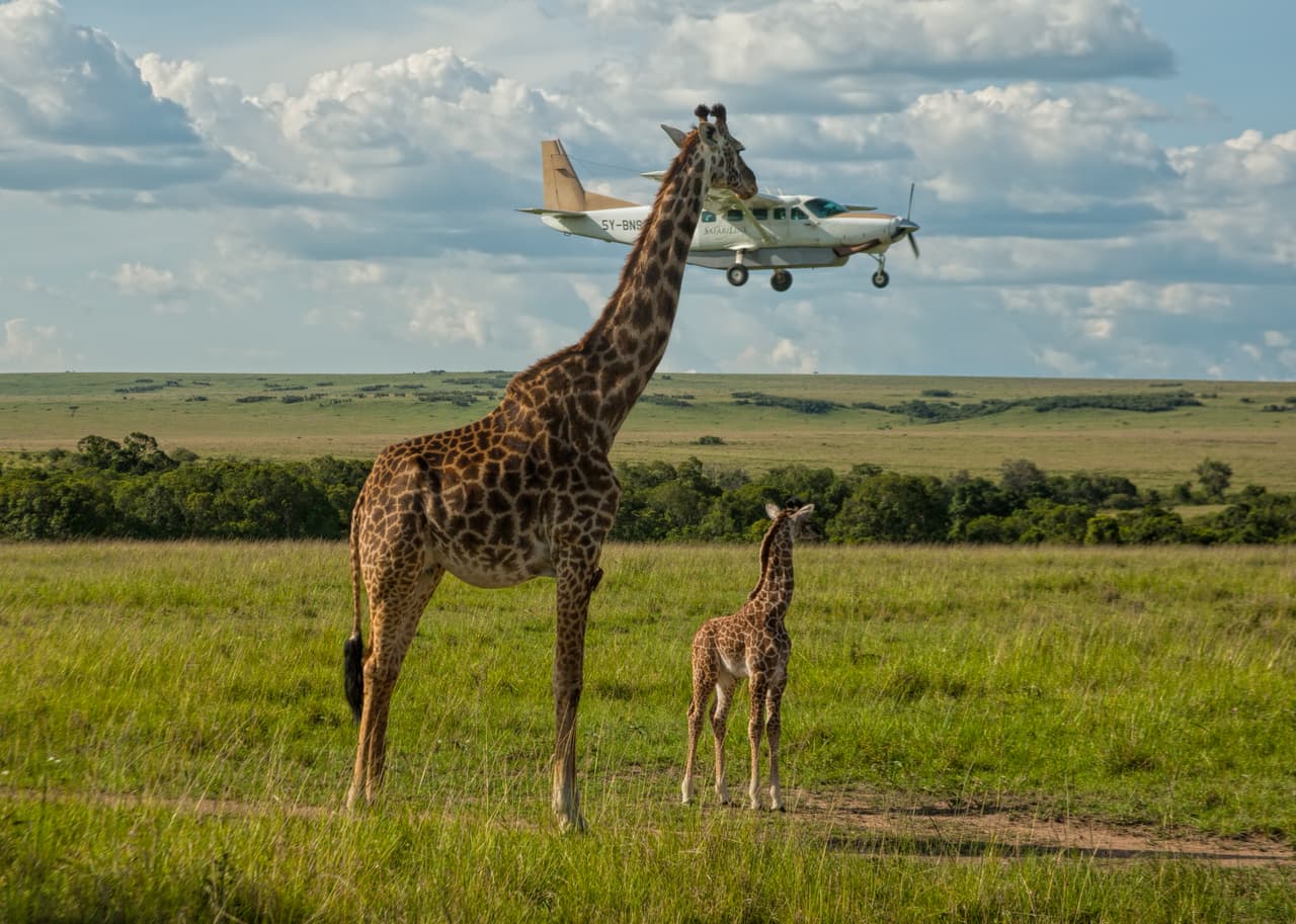 Efecto óptico que hace que parezca que esta jirafa toca con la cabeza una avioneta, en una imagen tomada el 17 de noviembre de 2008 en Masai Mara, Kenia.
<b>Graeme Guy / CWPA / Barcroft</b>