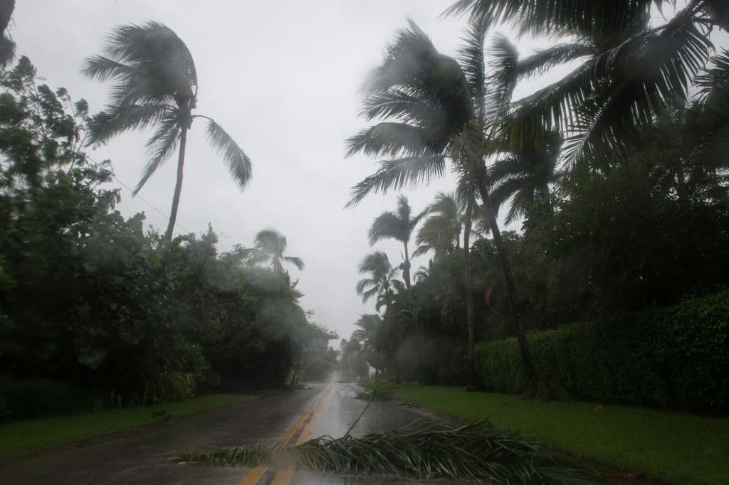 Palm trees blow in the wind in Naples, Florida, on September 10, 2017 as Hurricane Irma begins to hit Florida. Hurricane Irma regained strength to a Category 4 storm early Sunday as it began pummeling Florida and threatening landfall within hours. / AFP PHOTO (Photo credit should read /AFP/Getty Images)