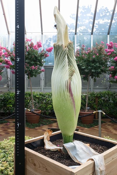 Nueva flor cadáver florece en el jardín botánico