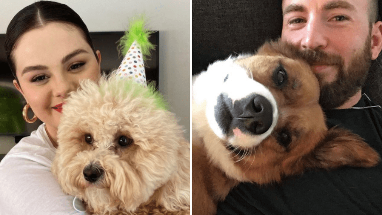 11 famosos que rescataron perros de la calle: demostraron que no les importa la raza