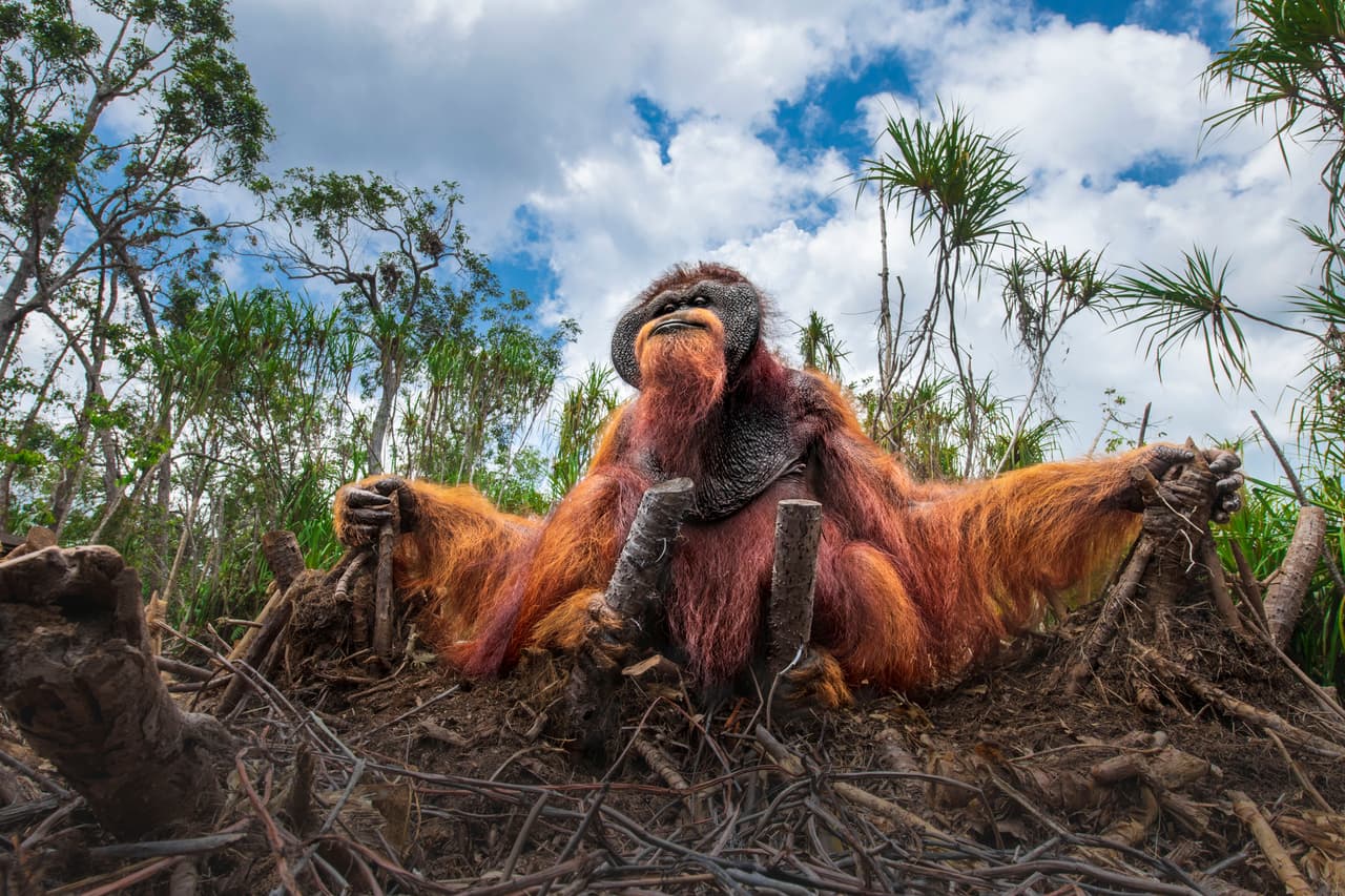 <b>‘Búsqueda’</b>
<br>
<br>“Los orangutanes están acostumbrados a vivir en los árboles, se alimentan de frutas silvestres y sorben agua de los agujeros en los troncos” explica sobre esta fotografía su autor. Mención de honor en la categoría ‘vida salvaje’.
<br>