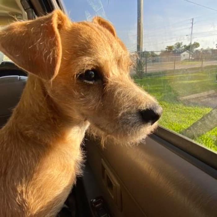 "Mi perrito se llama Toby. Le encanta pasear, lo llevamos al trabajo en las tiendas y le encanta el agua, le gusta dormir en nuestra cama y nos cuida", dice María Pedro.