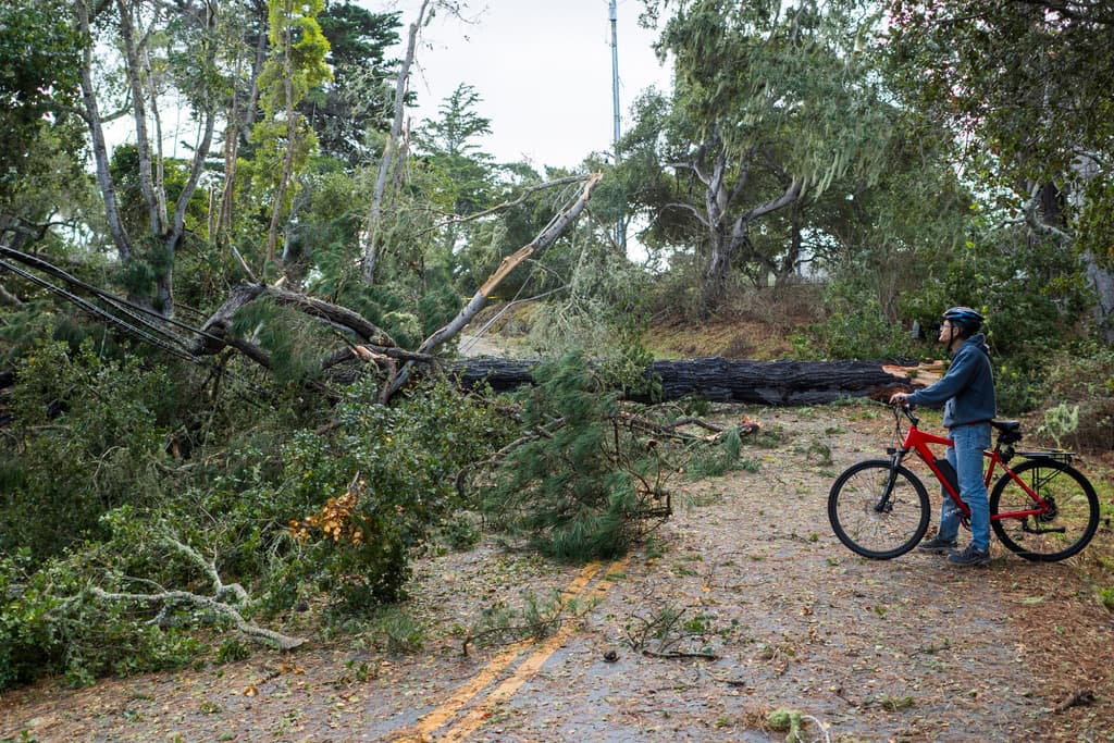 Los fuertes vientos provocaron que árboles enormes cayeran sobre las vías como muestra este caso
<b>en Sylan Road, en Monterey</b>, donde
<b>perdieron el servicio de electricidad</b> porque este árbol tumbó cables necesarios para el funcionamiento del sistema.