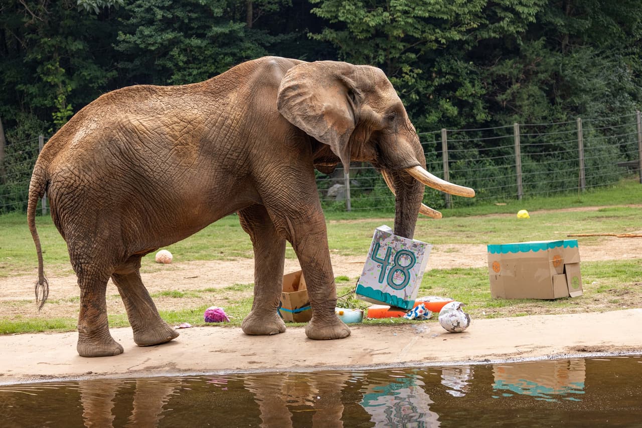 El gran paquidermo celebró su cumpleaños número 48.
<br>