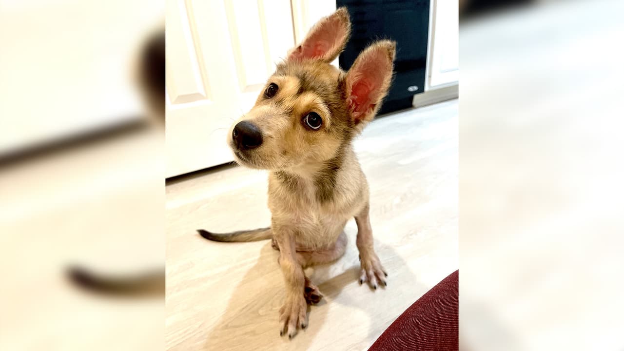 Victoria tuvo que ser atendida por los veterinarios de la Sociedad Protectora de Animales de Houston.