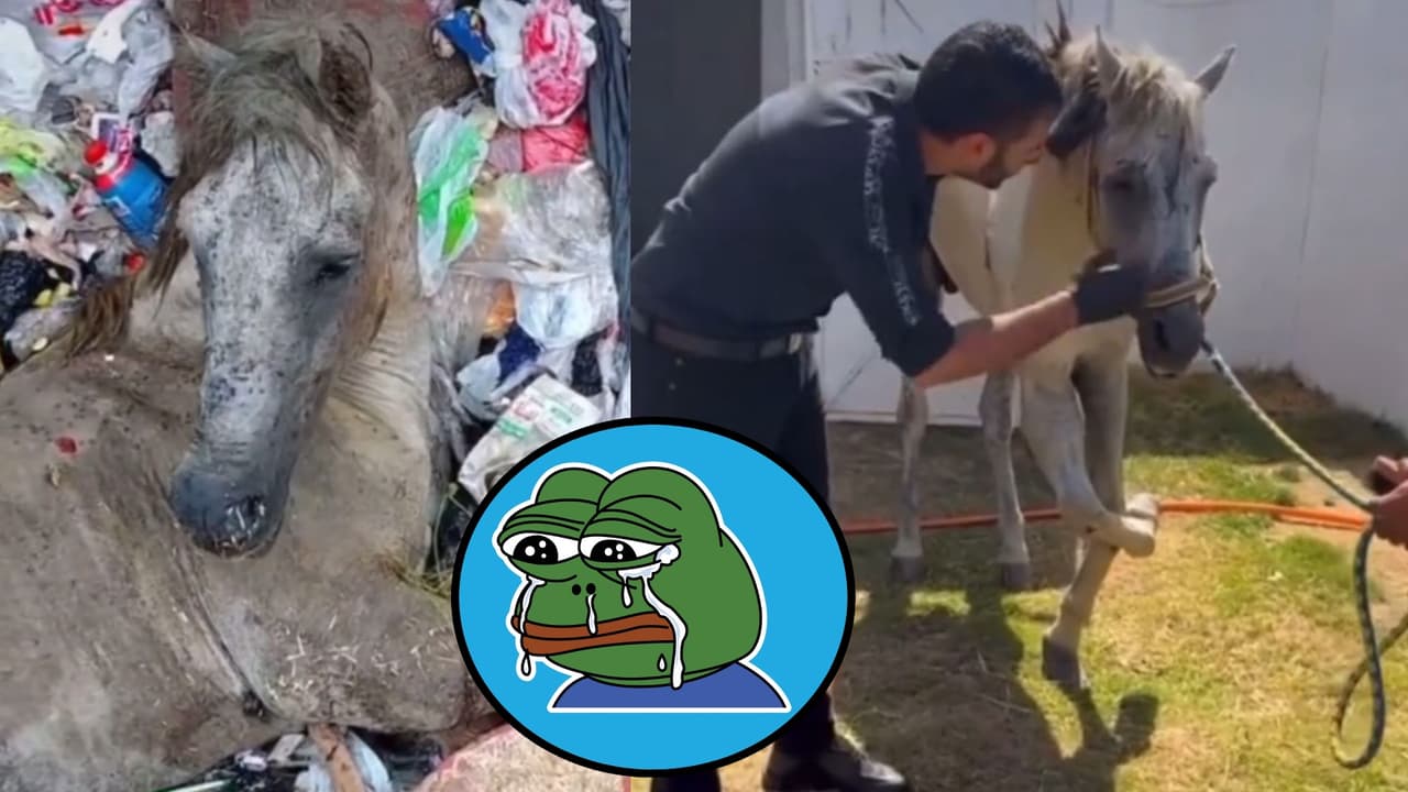 Rescatan a caballo que fue abandonado en la basura: Su historia conmueve en TikTok