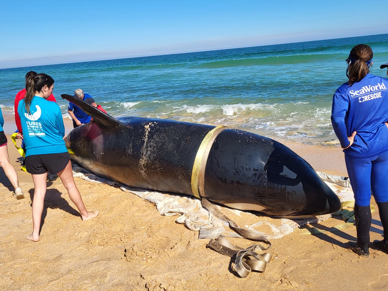 La ballena asesina de más de 7,000 libras de peso y 21 pies de largo fue localizada la mañana del 11 de enero al sur de Jungle Hut Park en Palm Coast, de acuerdo con informes iniciales del Alguacil del condado Flagler. La Administración Nacional Oceánica y Atmosférica señaló a través de un comunicado que la ballena era una hembra de edad adulta y que no tenía algún indicio de interacción con humanos o golpes, además se detectaron algunos "signos de enfermedades". Los detalles de la causa de la muerte de la ballena asesina que apareció en la costa de Florida serán dados a conocer una vez que se concluya la necropsia y los estudios de laboratorios correspondientes.