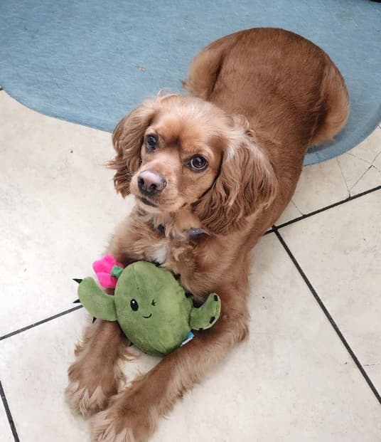 Renata Hernandez nos comprte la foto de su mascota. "Este es Cooper, un Cocker Spaniel de 1 año y medio. Lo trajimos a casa durante la pandemia. Trajo mucho amor a nuestra familia".